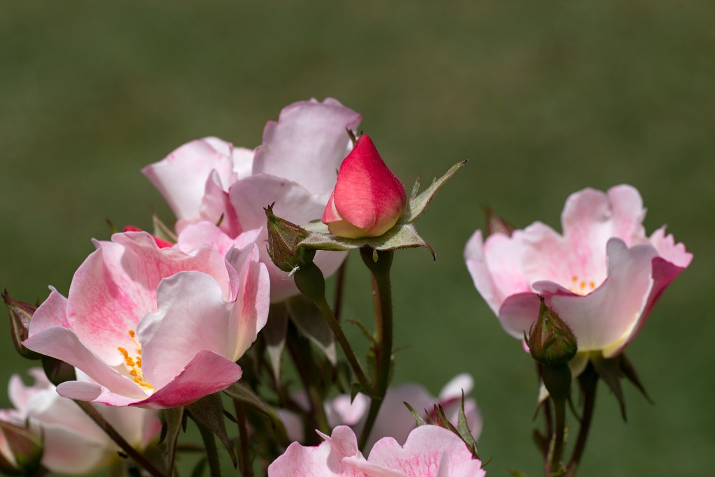 rozen roos rosa hdr natuur bloem bloemen cultivars cultivar rosaceae tuin rozentuin valentijn liefde